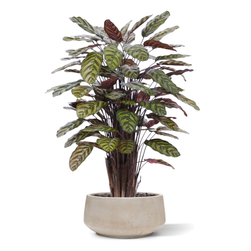 Calathea Makoyana Rosso artificiale Deluxe 115cm