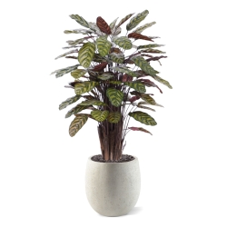 Calathea Makoyana Rosso artificiale Deluxe 115cm