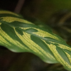 Calathea Makoyana Rosso artificiale Deluxe 115cm