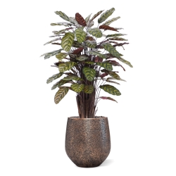 Calathea Makoyana Rosso artificiale Deluxe 115cm