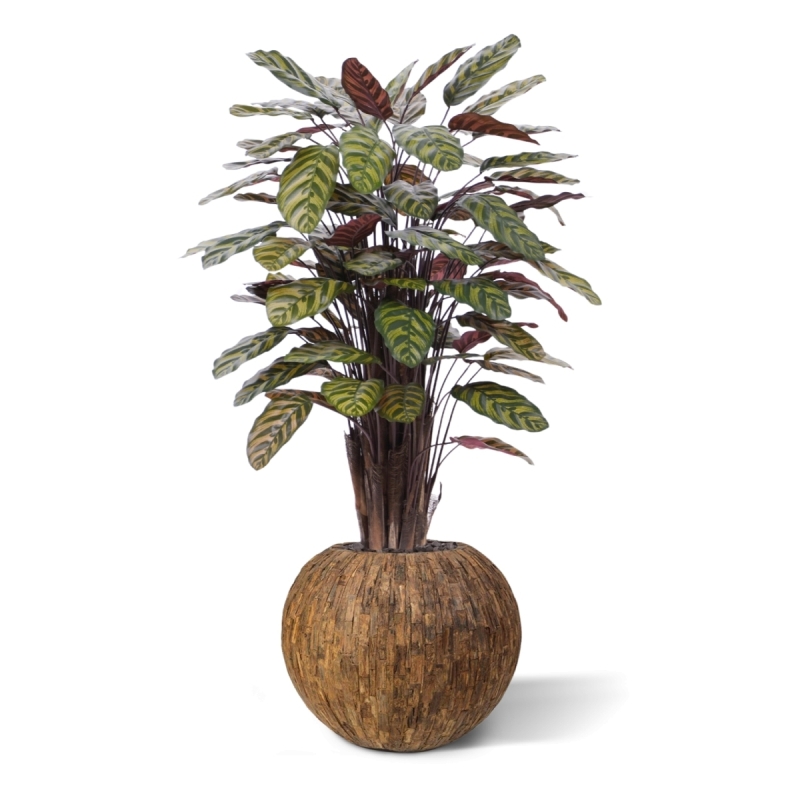 Calathea Makoyana Rosso artificiale Deluxe 115cm