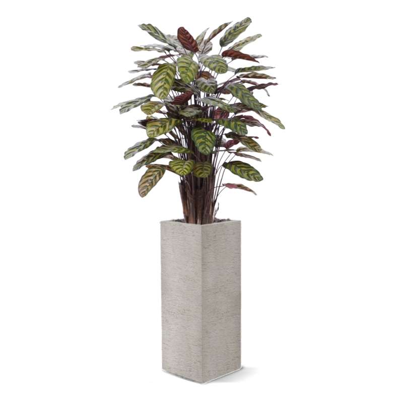 Calathea Makoyana Rosso artificiale Deluxe 115cm