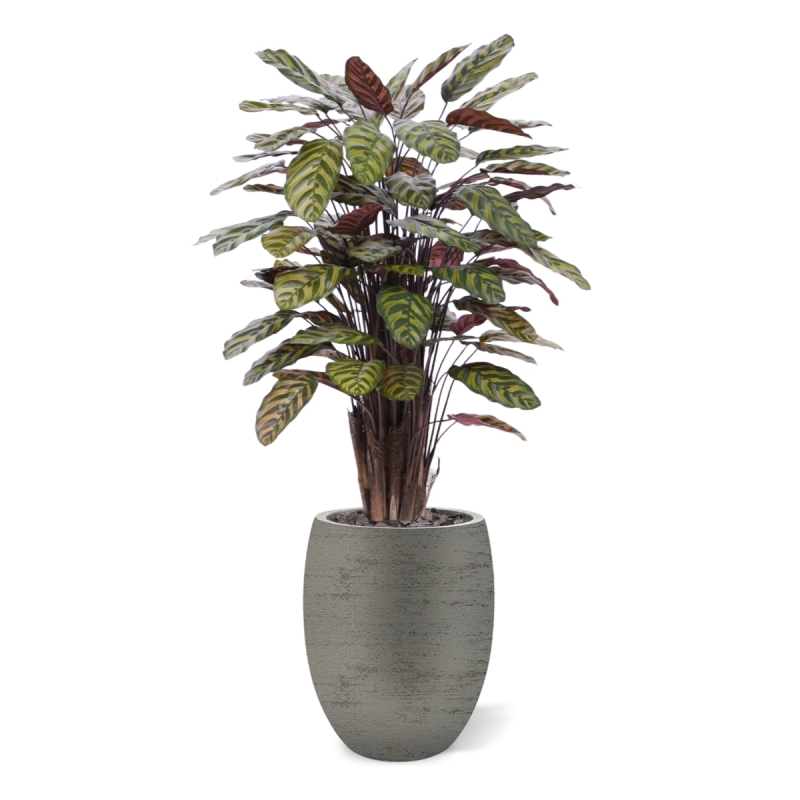 Calathea Makoyana Rosso artificiale Deluxe 115cm
