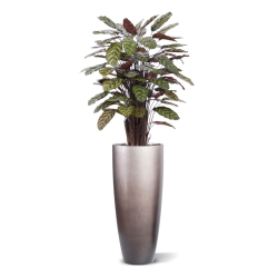Calathea Makoyana Rosso artificiale Deluxe 115cm