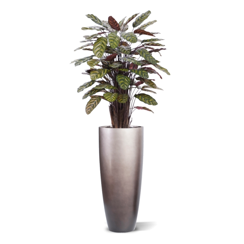 Calathea Makoyana Rosso artificiale Deluxe 115cm