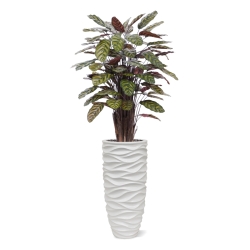 Calathea Makoyana Rosso artificiale Deluxe 115cm