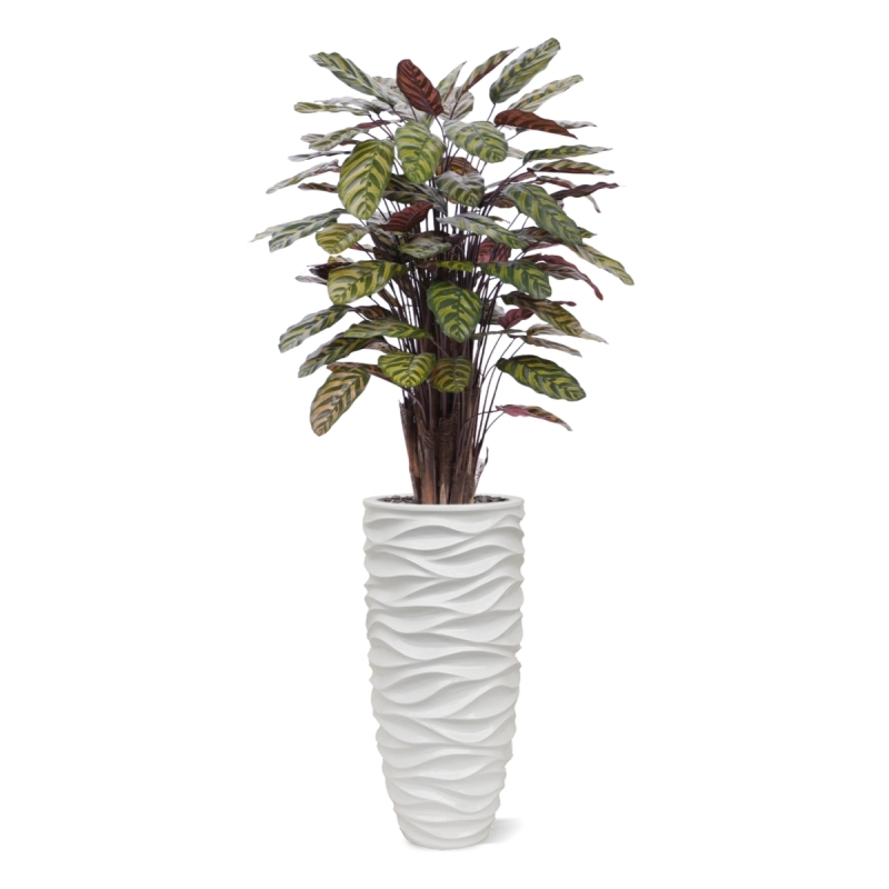 Calathea Makoyana Rosso artificiale Deluxe 115cm