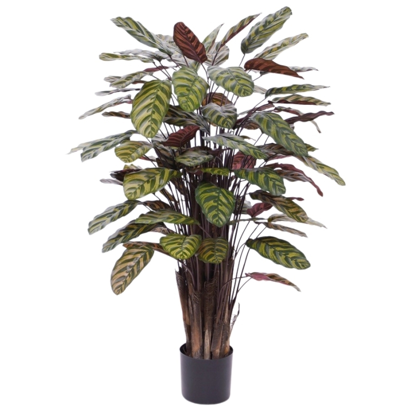 Calathea Makoyana Rosso artificiale Deluxe 115cm