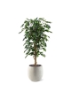 Albero artificiale Ficus Benjamini 150 cm