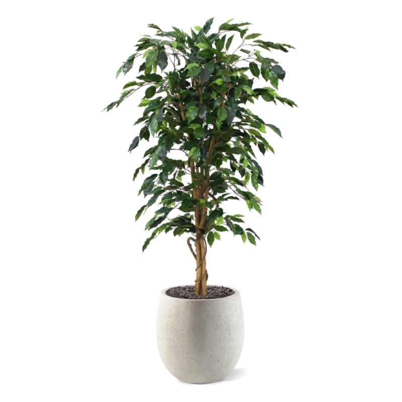 Albero artificiale Ficus Benjamini 150 cm