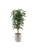 Albero artificiale Ficus Benjamini 150 cm