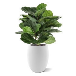 Lyrata Artificiale 90cm in vaso