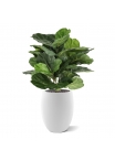 Lyrata Artificiale 90cm in vaso
