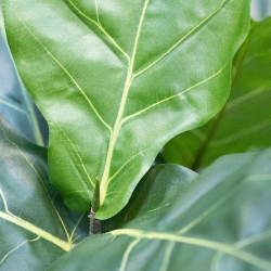 Lyrata Artificiale 90cm in vaso