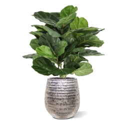 Lyrata Artificiale 90cm in vaso