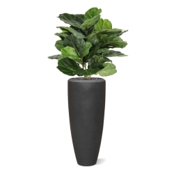 Lyrata Artificiale 90cm in vaso