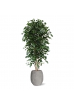 Albero artificiale Ficus Exotica deluxe 210 cm - verde