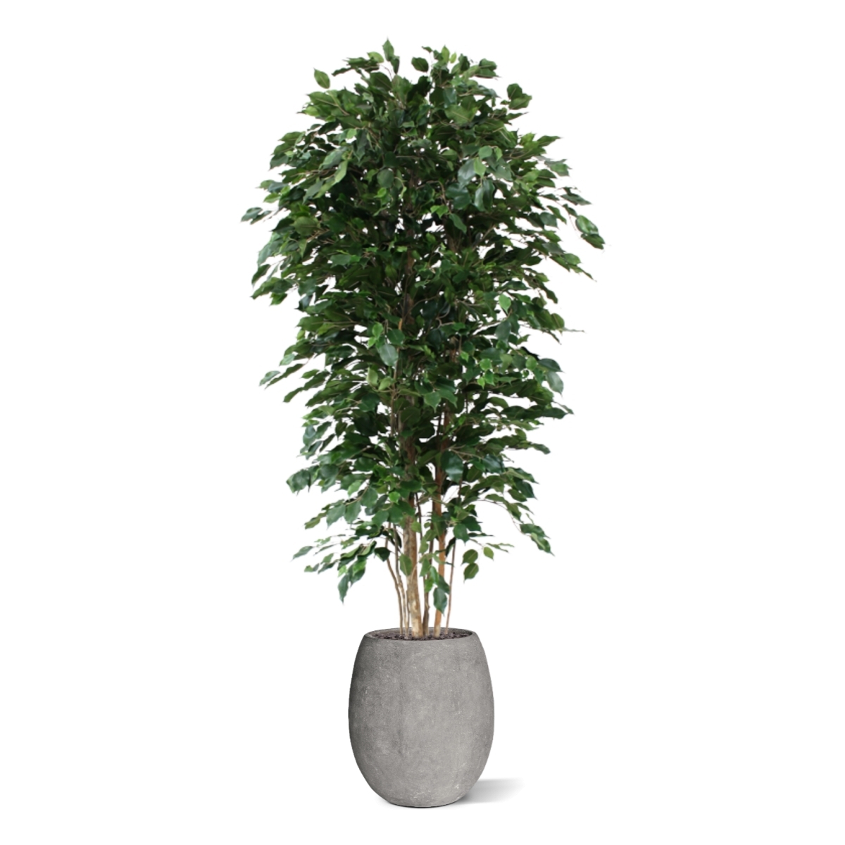 Albero artificiale Ficus Exotica deluxe 210 cm - verde
