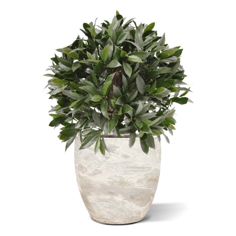 Pianta artificiale di alloro a bulbo 55 cm - resistente ai raggi UV