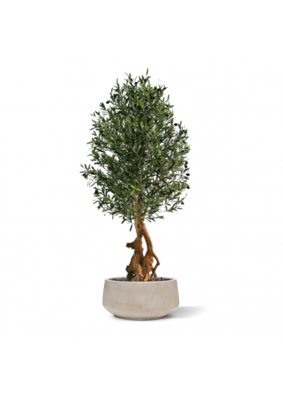 Olivo artificiale Bonsai Deluxe 150 cm