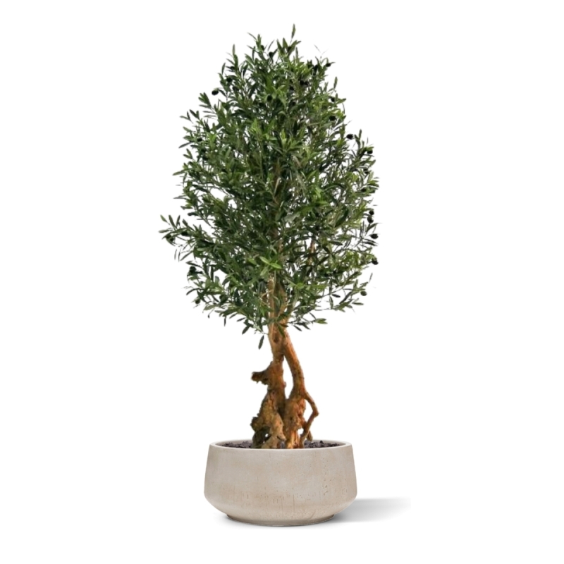 Olivo artificiale Bonsai Deluxe 150 cm