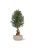 Olivo artificiale Bonsai Deluxe 150 cm