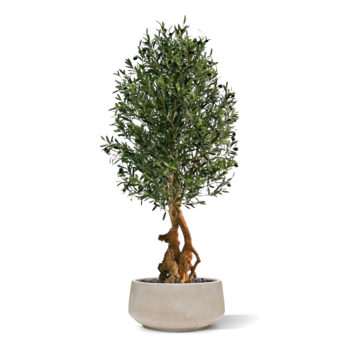 Olivo artificiale Bonsai Deluxe 150 cm