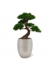 Pinus Bonsai x5 deluxe pianta artificiale su base 80cm - resistente ai raggi UV