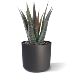 Pianta artificiale di aloe 30 cm in vaso