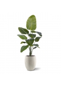 Pianta artificiale di Strelitzia Nicolai 150cm