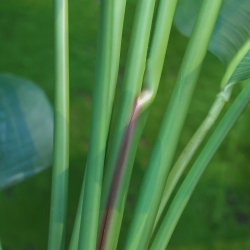 Pianta artificiale di Strelitzia Nicolai 150cm