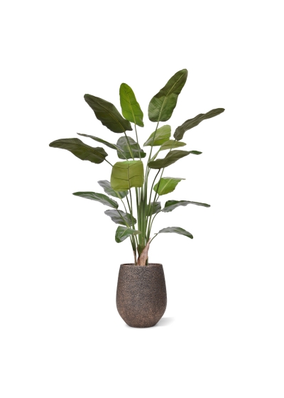 Pianta Artificiale Strelitzia Nicolai 230cm Deluxe