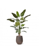 Pianta Artificiale Strelitzia Nicolai 230cm Deluxe