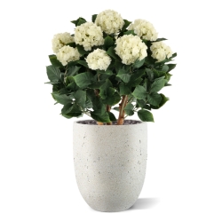 Ortensia Artificiale UV Deluxe 80cm Crema