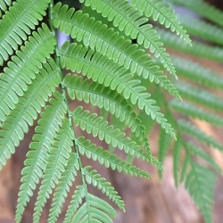 Pianta artificiale di felce Alsophillia XXL 80cm - resistente ai raggi UV