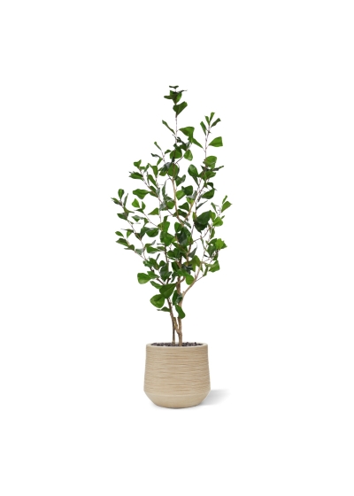 Ficus Triangularis Artificiale 120cm