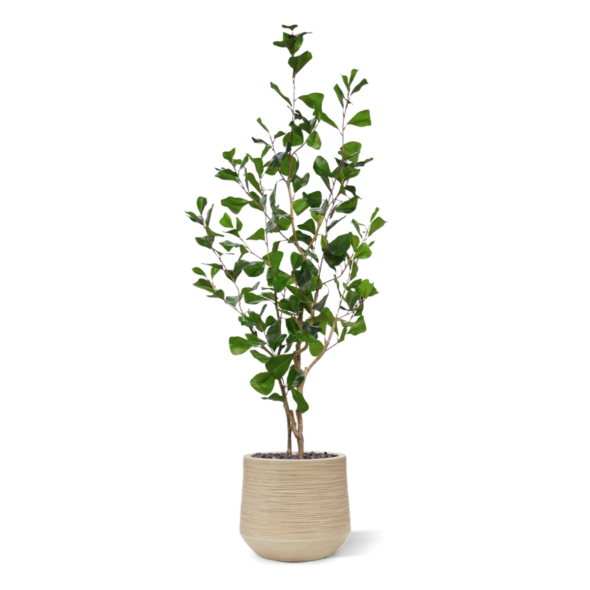Ficus Triangularis Artificiale 120cm