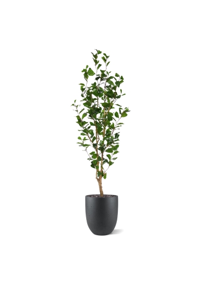 Ficus Triangularis Artificiale 150cm