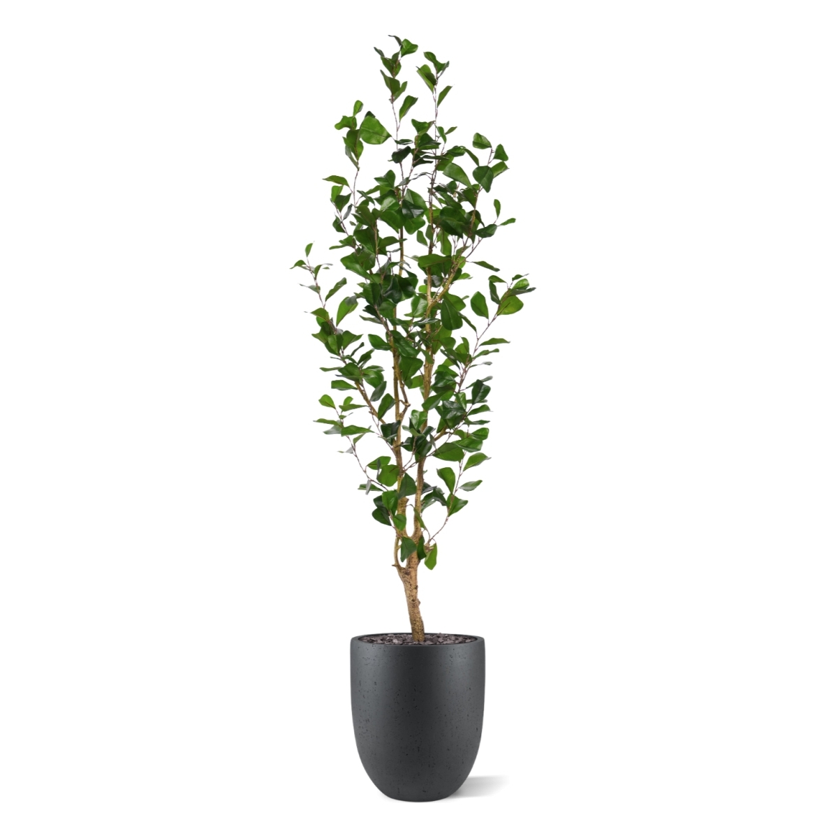 Ficus Triangularis Artificiale 150cm