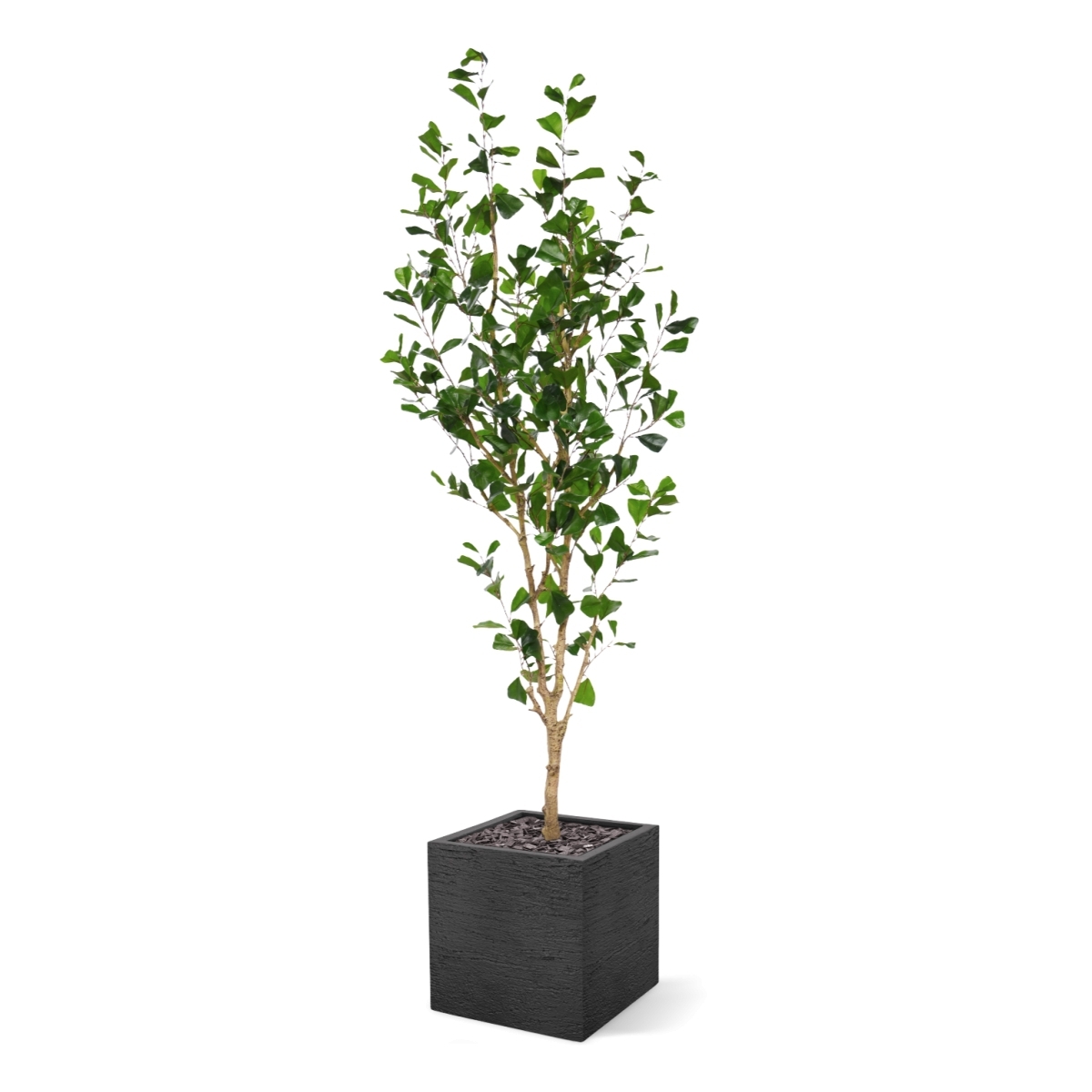Ficus Triangularis Artificiale 180cm