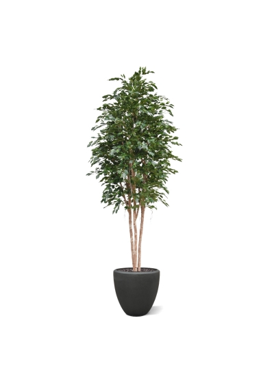 Ficus Exotica Deluxe Artificiale 300cm verde