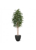 Ficus Exotica Deluxe Artificiale 300cm verde