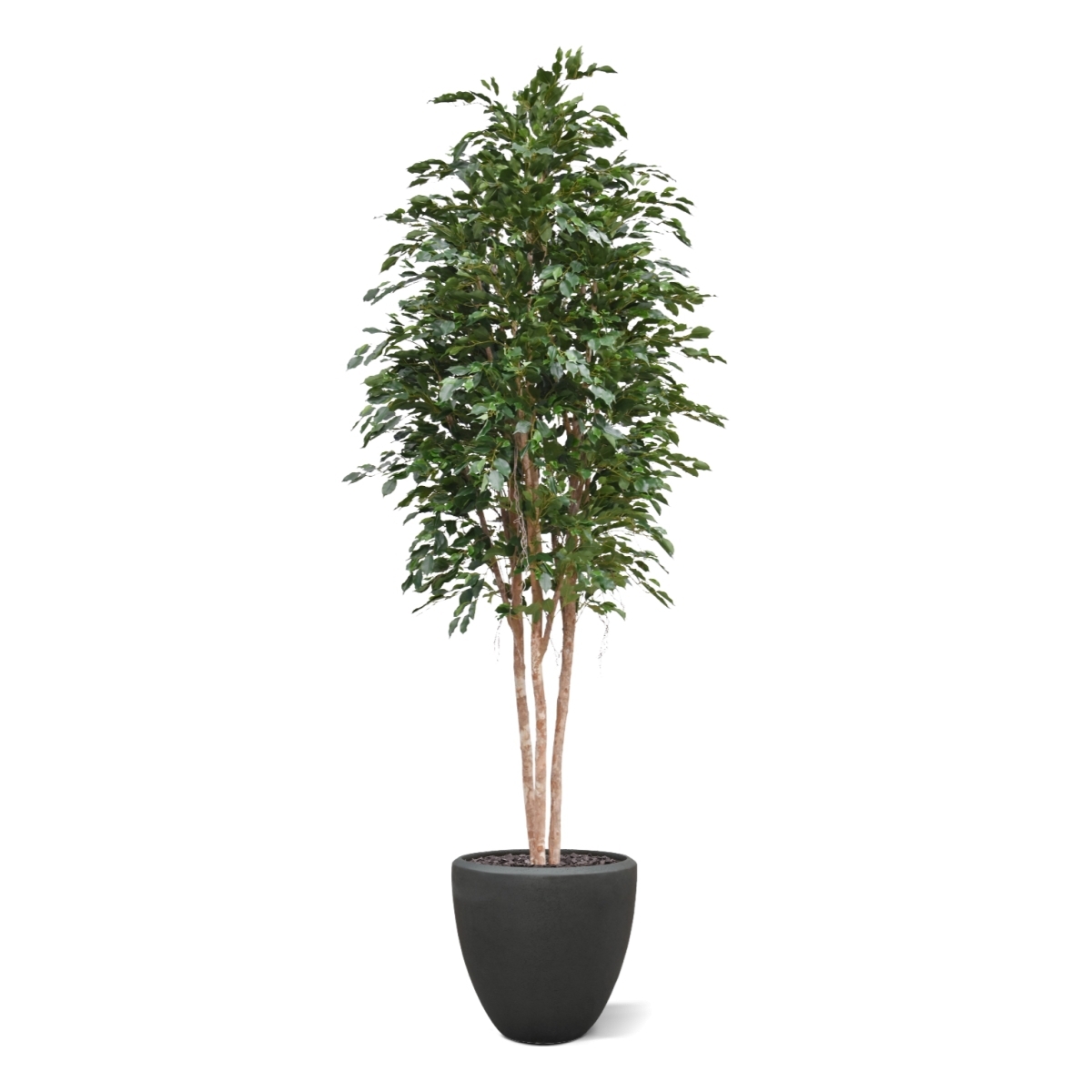 Ficus Exotica Deluxe Artificiale 300cm verde