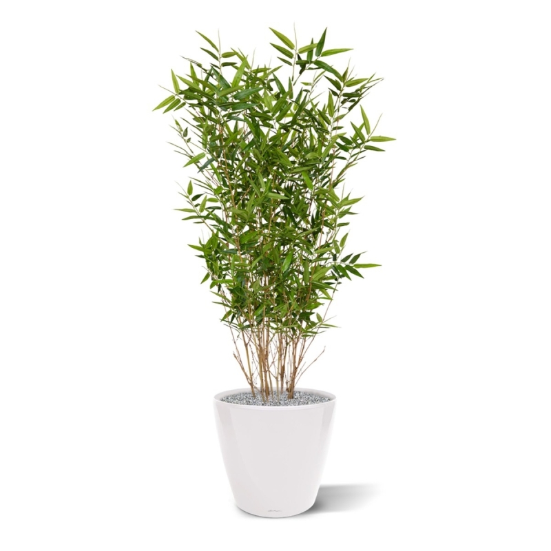 Pianta artificiale di bambù orientale 100 cm
