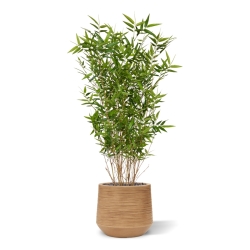 Pianta artificiale di bambù orientale 100 cm