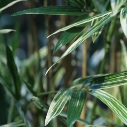 Bambù artificiale variegato 170 cm