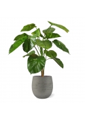 Pianta artificiale Pothos deluxe 90 cm