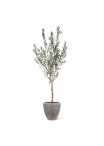 Ulivo Artificiale N 190cm