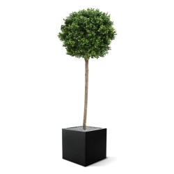 Palla di bosso su stelo artificiale 140 cm - resistente ai raggi UV