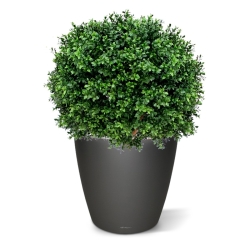 Pianta artificiale di bosso a palla deluxe N 60 cm - resistente ai raggi UV